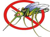 Dịch vụ phun thuốc muỗi giá rẻ ở đâu uy tín nhất 2020?